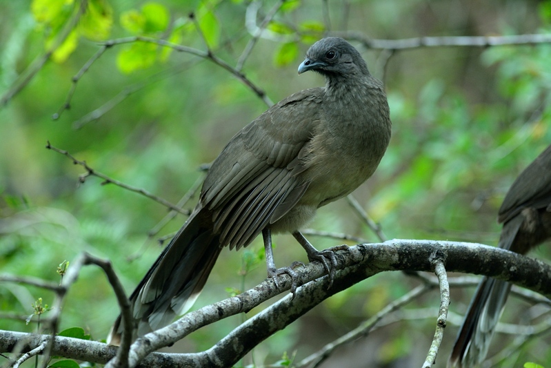 Bruine chachalaca